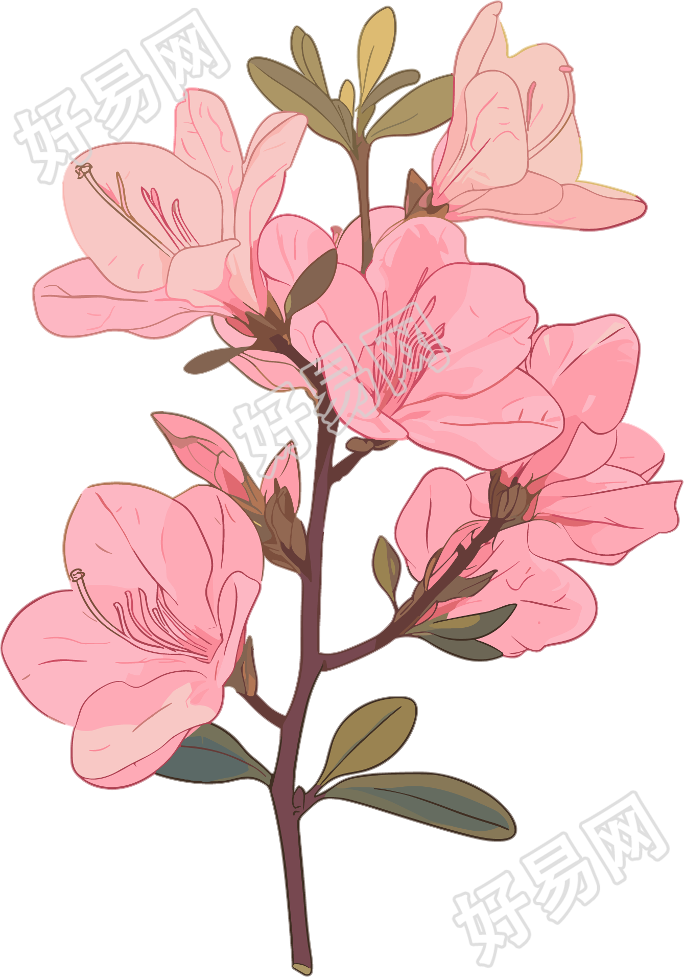 粉色紫荆花PNG素材