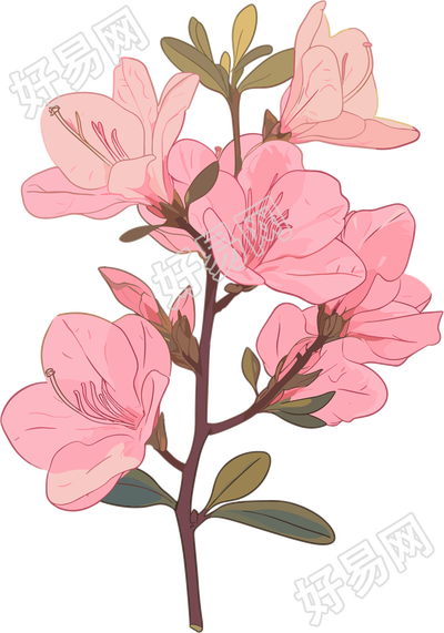 粉色紫荆花PNG素材