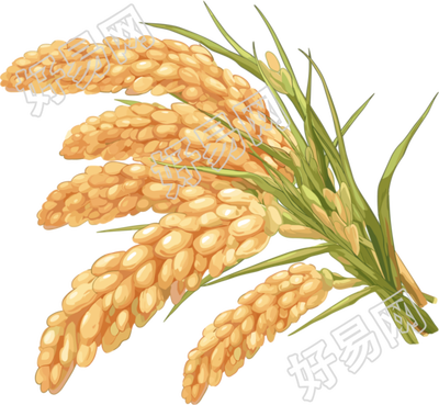 水稻卡通风格元素