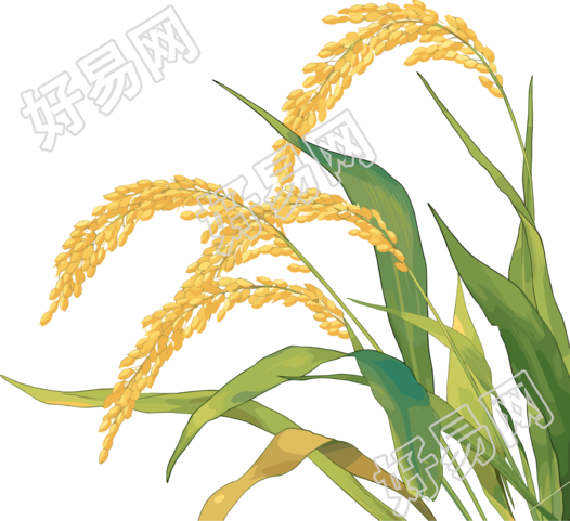 水稻矢量插图