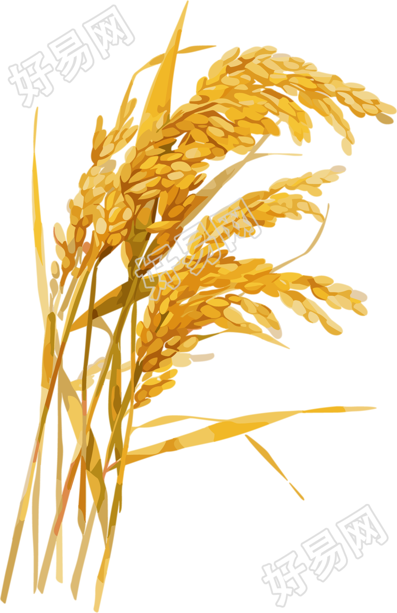 水稻丰收插画