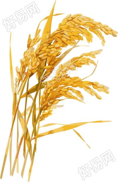 水稻丰收插画