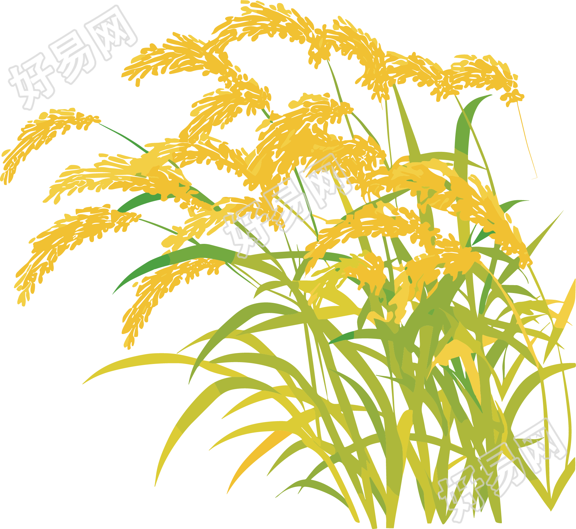水稻卡通插图