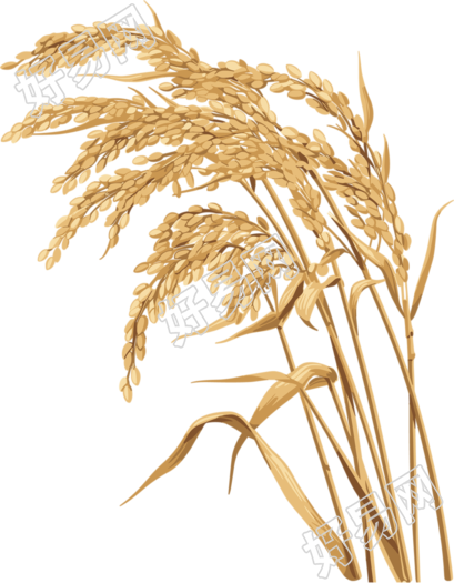 水稻插画设计元素