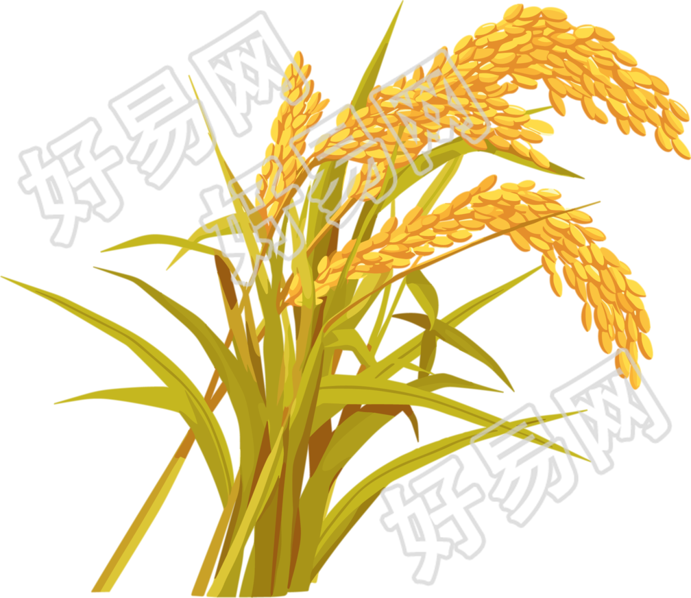 水稻高清插画