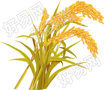 水稻高清插画