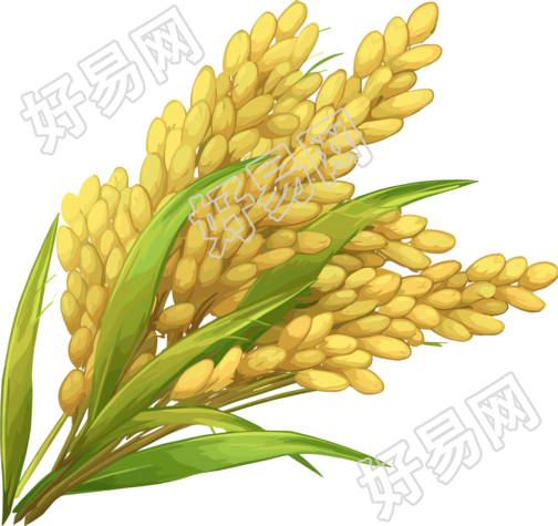 水稻创意素材