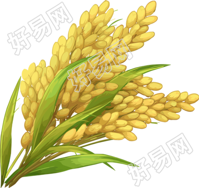 水稻创意素材