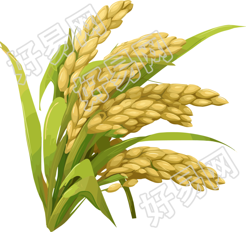 水稻卡通风格插画