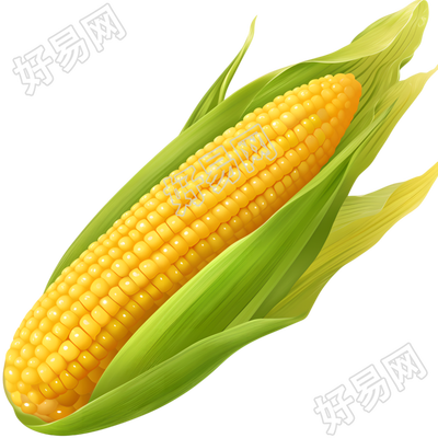 玉米插画素材