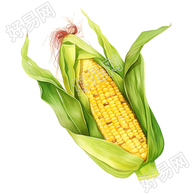 玉米商业设计元素