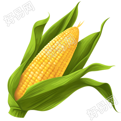 玉米高清插画