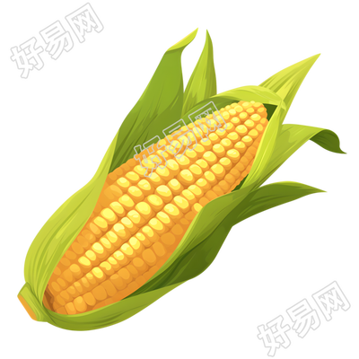 新鲜采摘的玉米元素