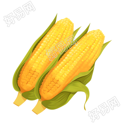 黄色玉米插图