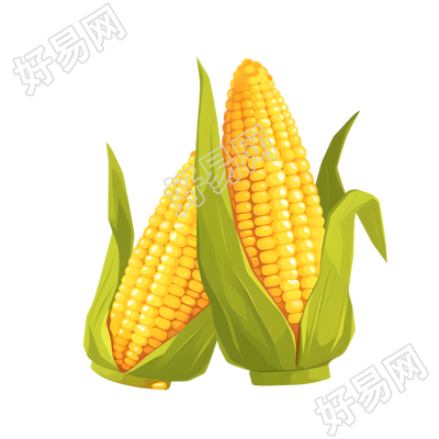 玉米丰收插图