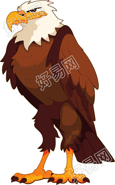 老鹰高清素材
