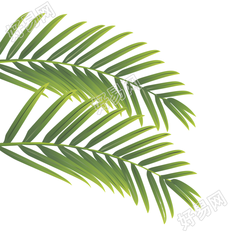 椰子树叶夏日清新元素