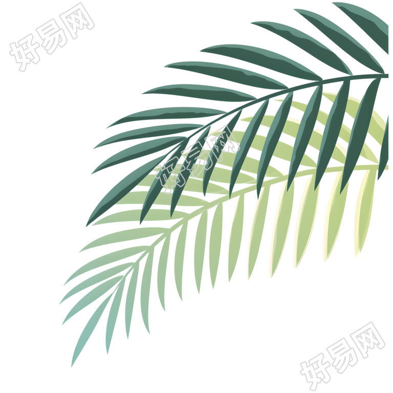椰子树叶夏日清新插画