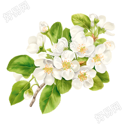 水彩植物樱花素材