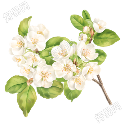 水彩植物樱花插图