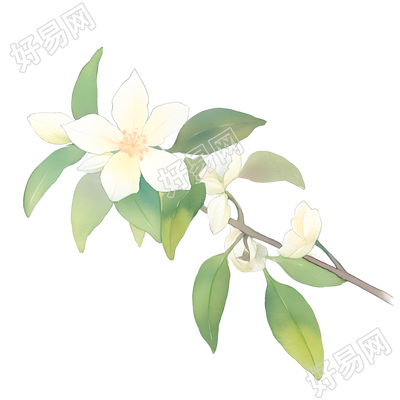水彩植物小白花插画