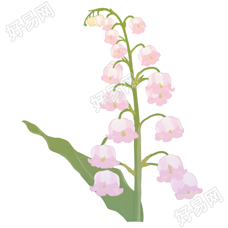 水彩植物铃兰花素材