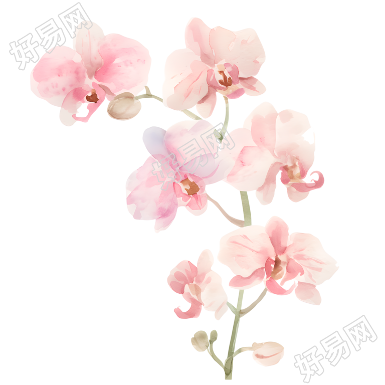 水彩植物兰花素材