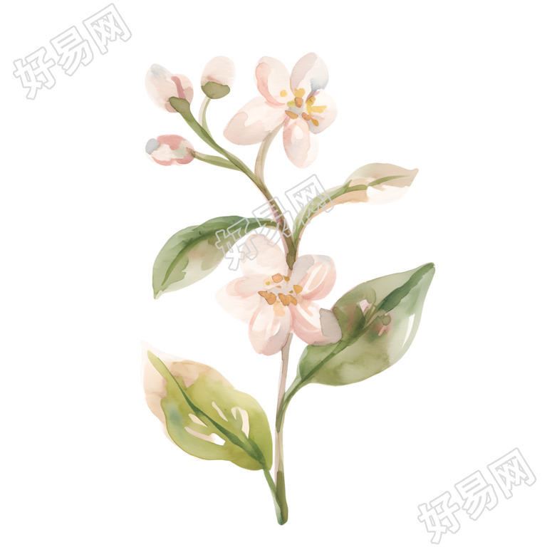 水彩植物装饰小花插画