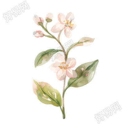 水彩植物装饰小花插画