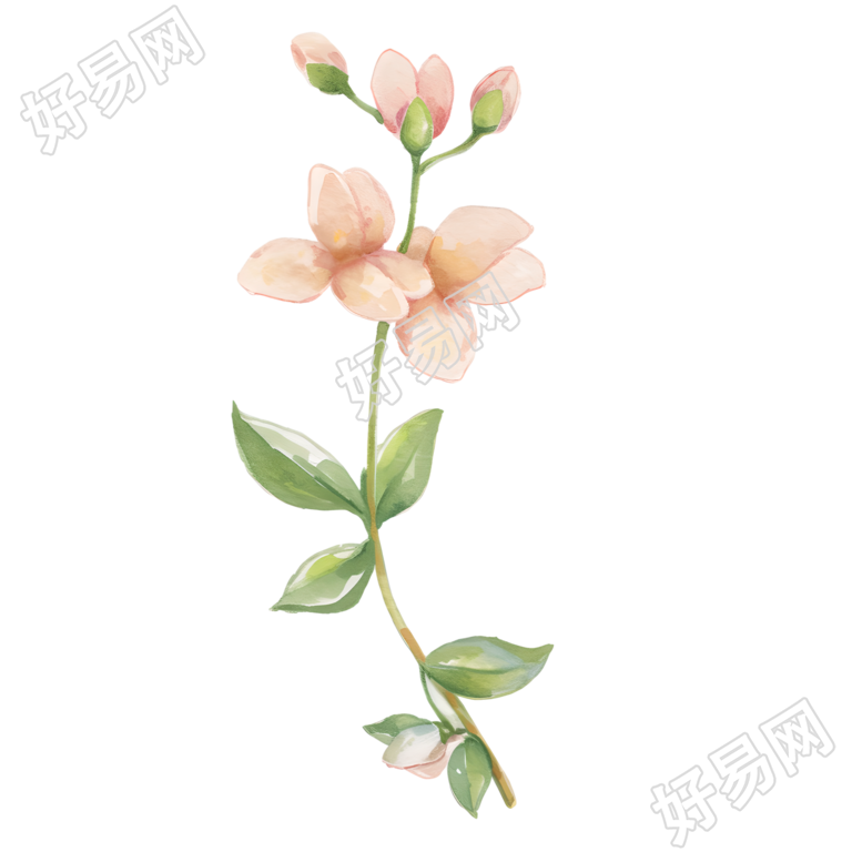 水彩植物粉色小花插图