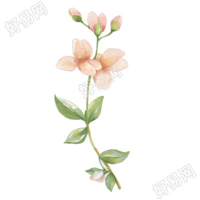 水彩植物粉色小花插图