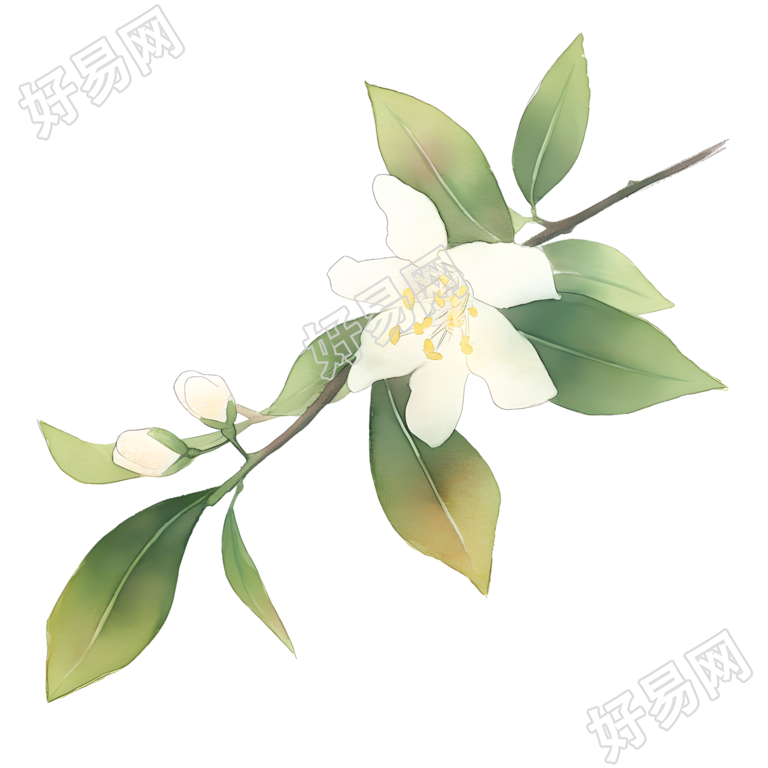水彩植物插画