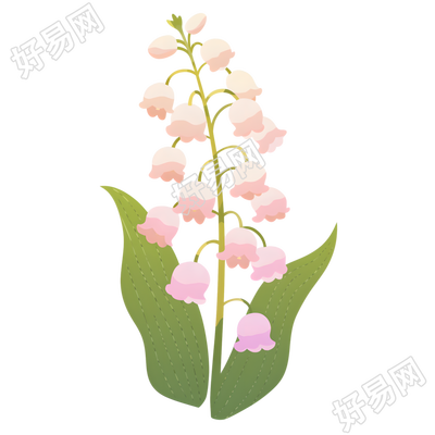 水彩植物铃兰花元素