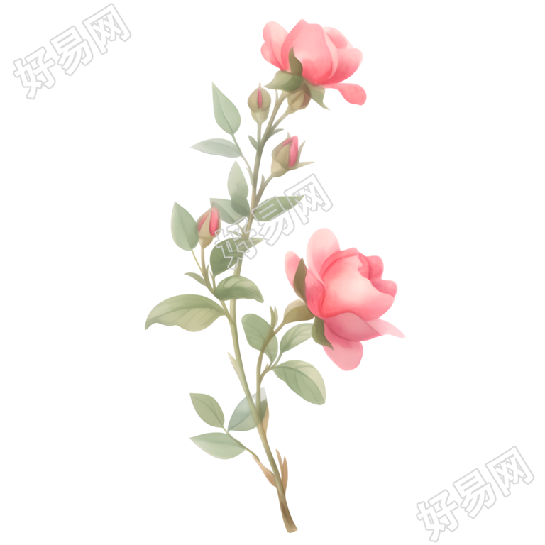 水彩植物玫瑰花唯美插图