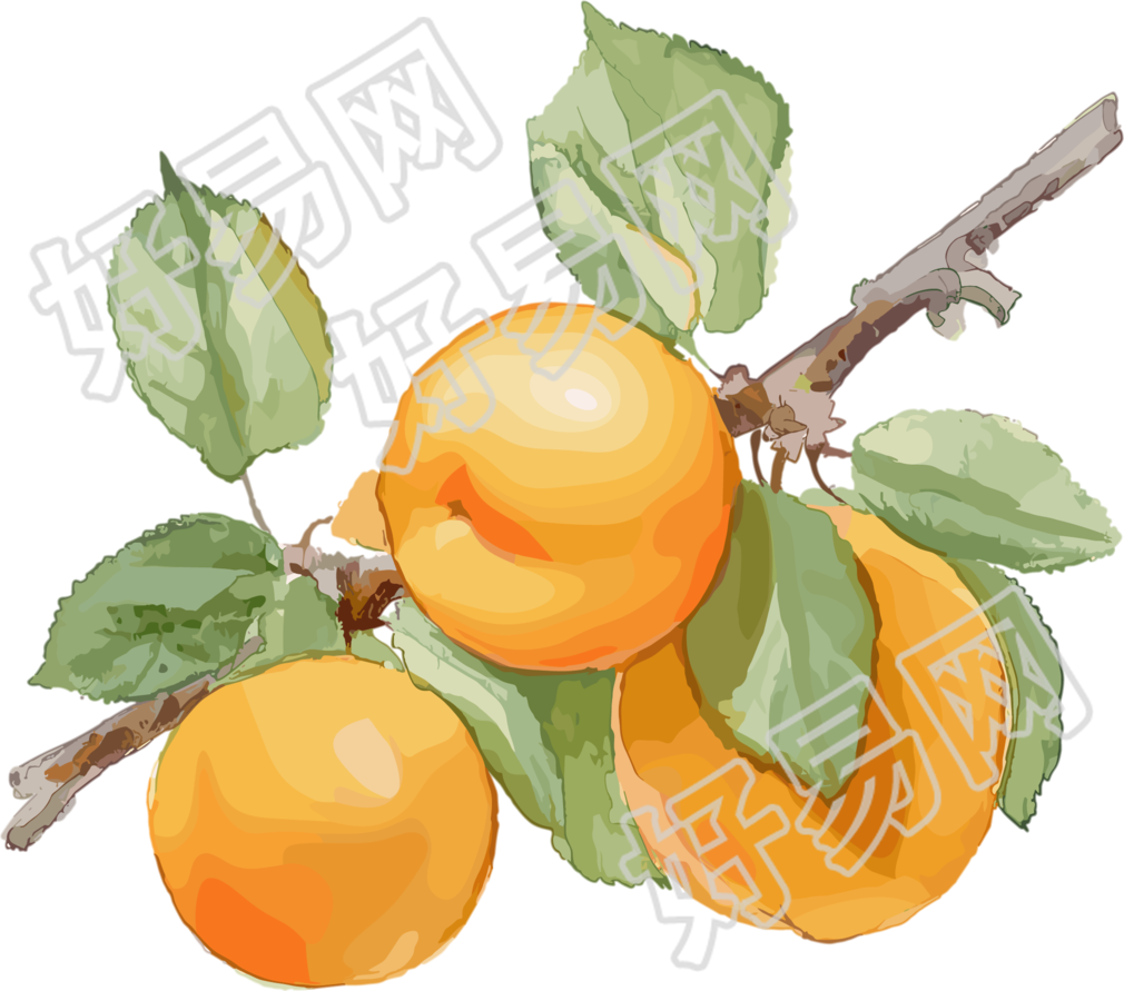 杏子透明背景插图