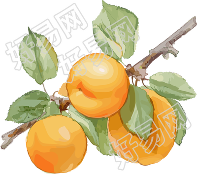 杏子透明背景插图