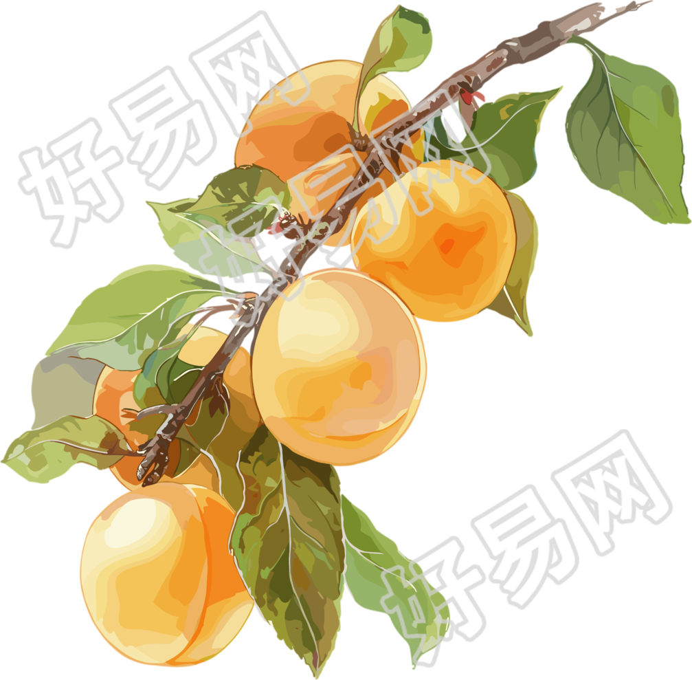 杏子枝干插图