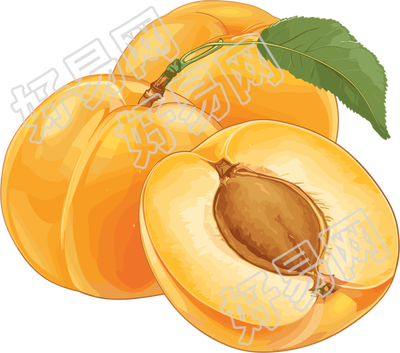 杏子矢量插图