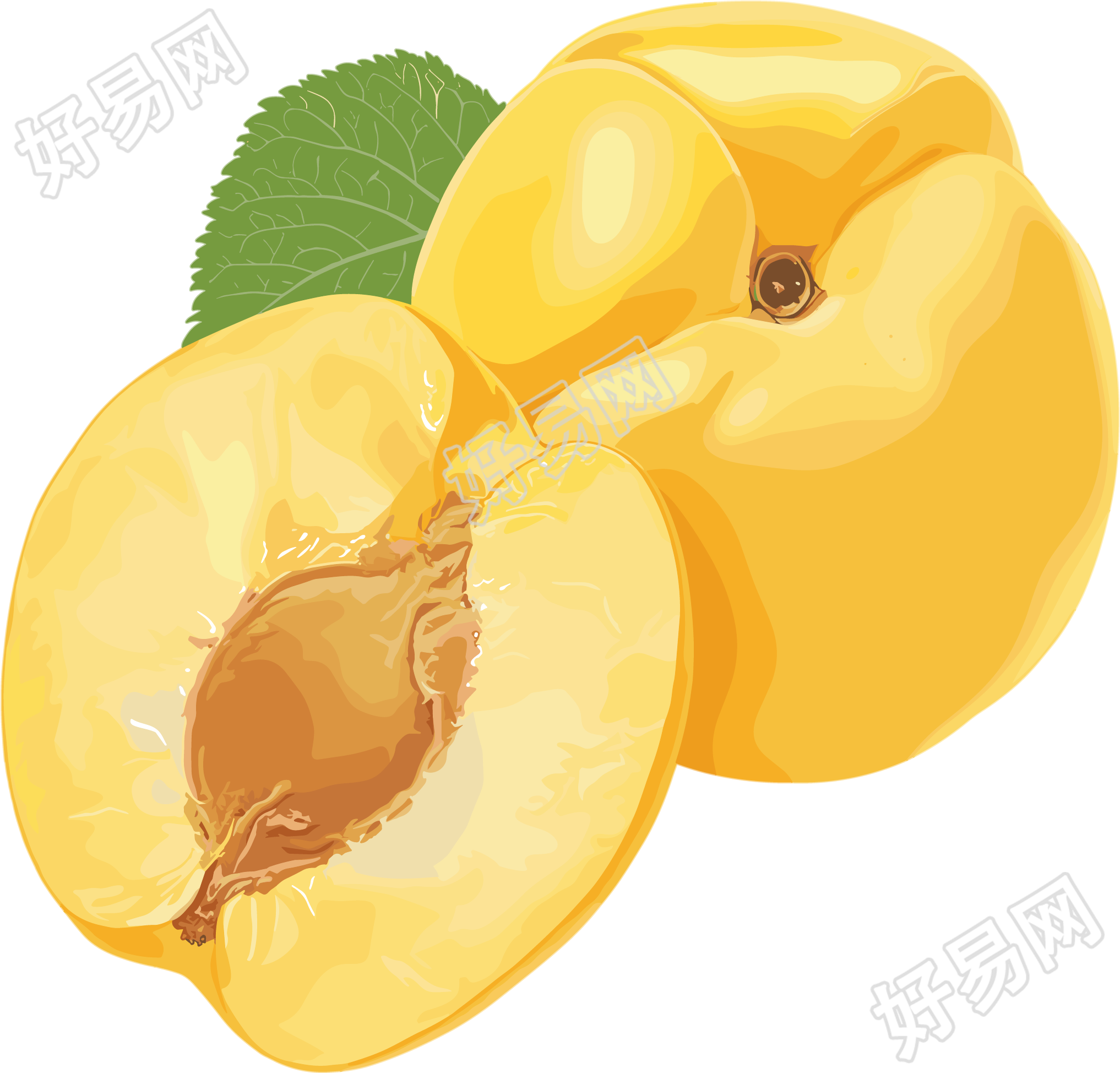 杏子矢量插画