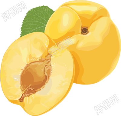 杏子矢量插画