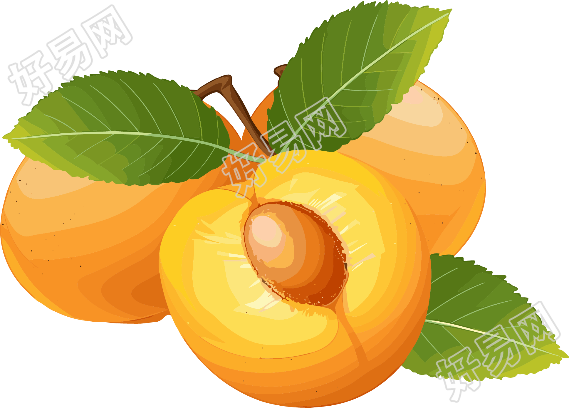 杏子透明背景素材
