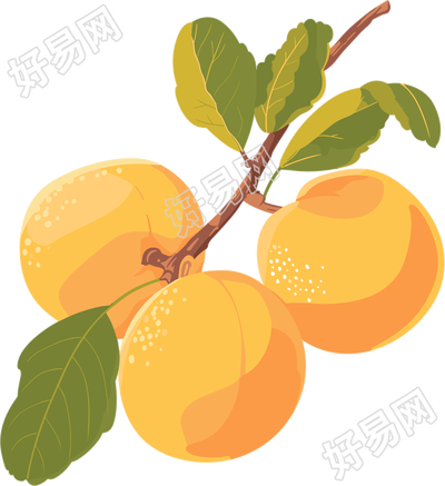 黄色杏子插画设计元素