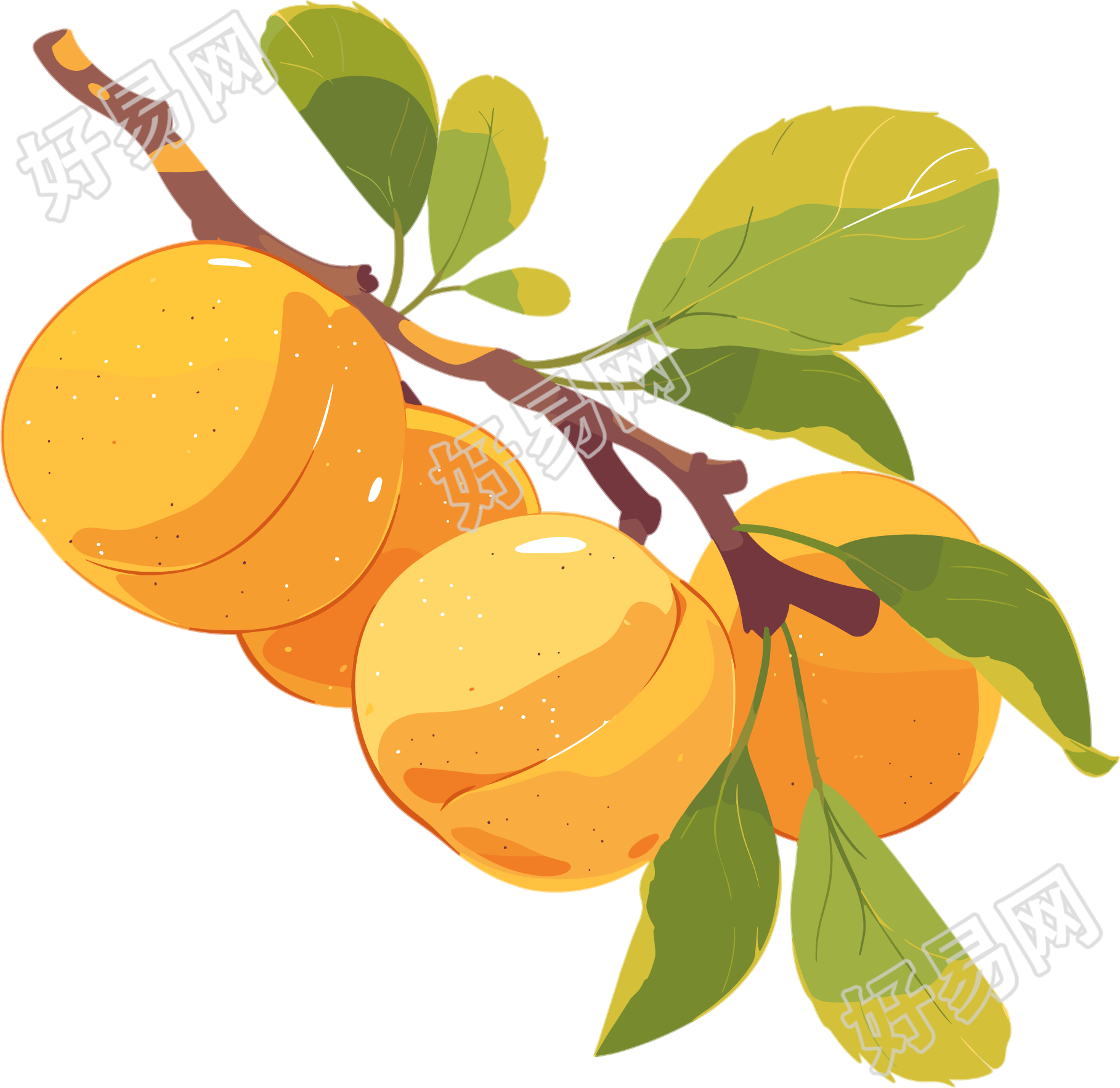 杏子PNG水果插图