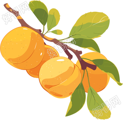 杏子PNG水果插图