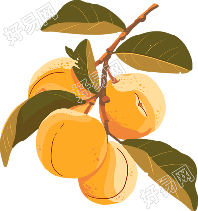 黄色杏子美味插画