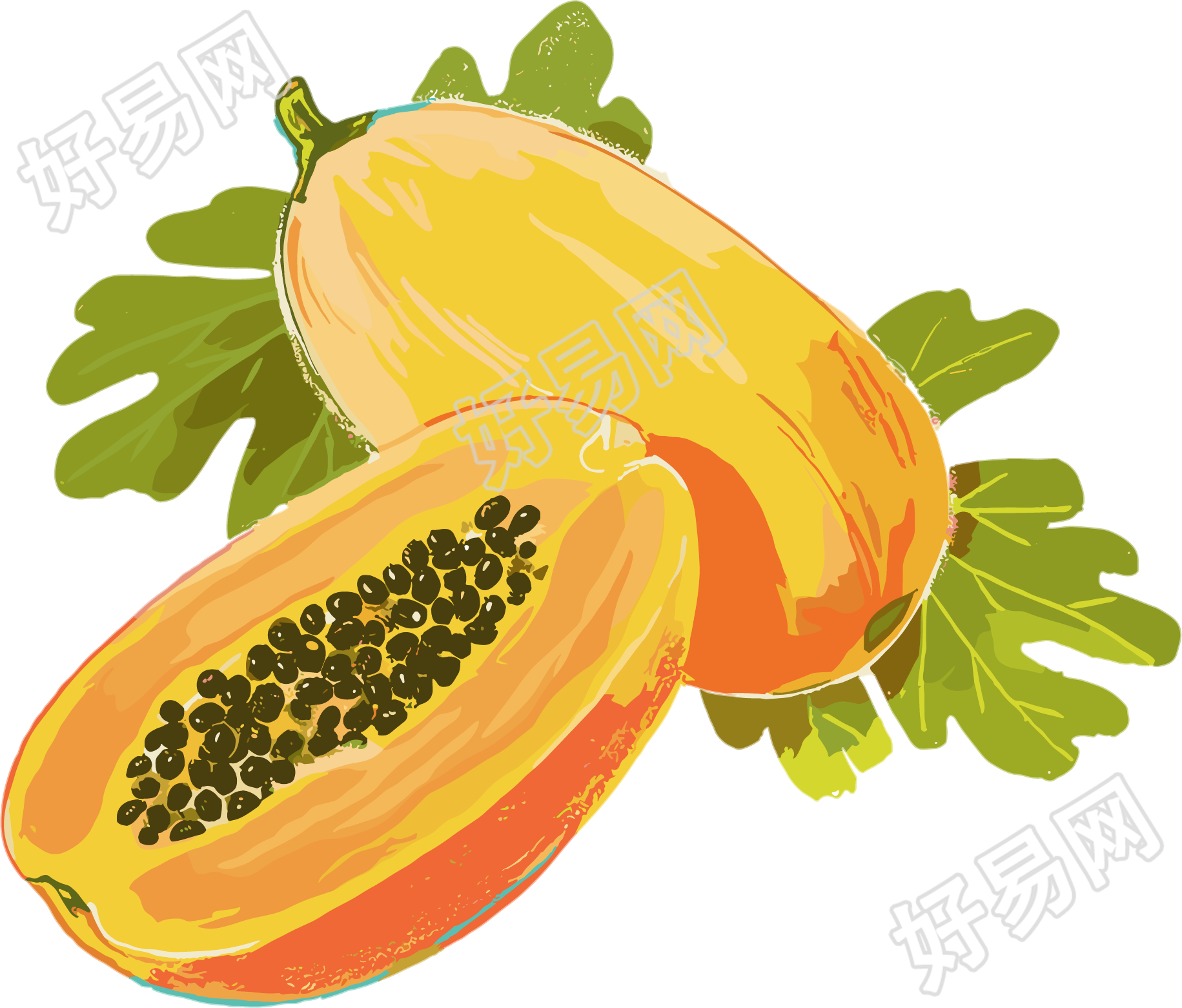 木瓜插图素材