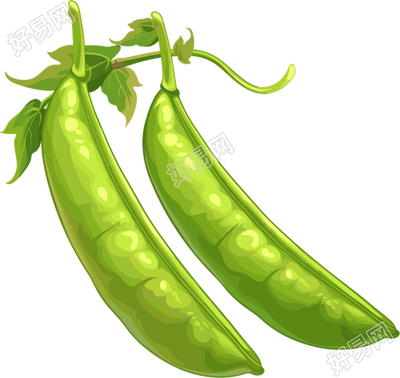 扁豆透明背景插画