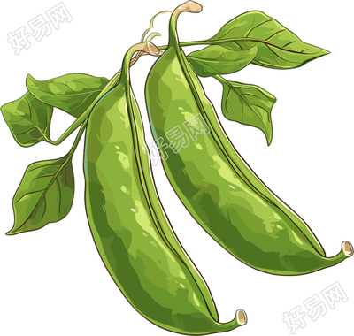 绿色扁豆矢量插图