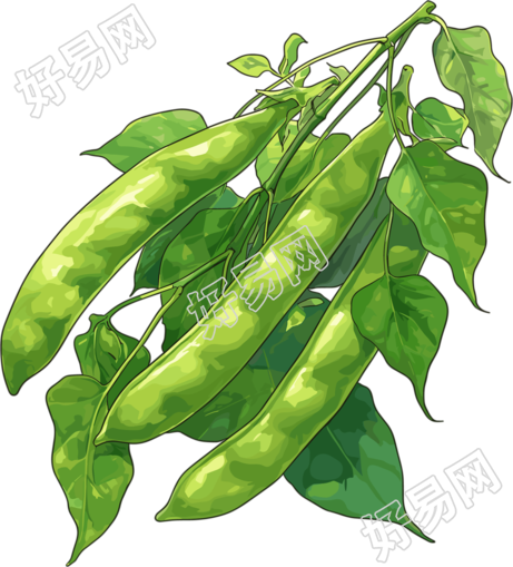 扁豆插画设计元素