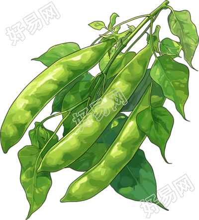 扁豆插画设计元素